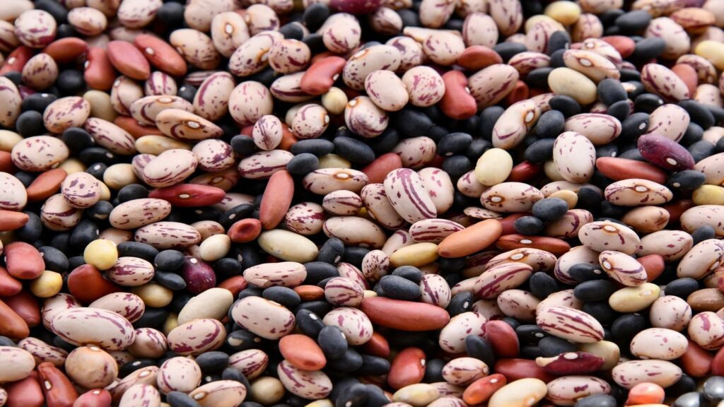 different type of seeds